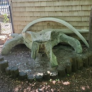 Quogue Wildlife Refuge (2022) - Whale skull model?