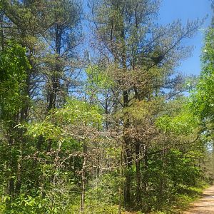 Quogue Wildlife Refuge (2022) - Pine trail
