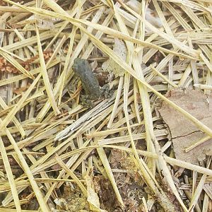 Quogue Wildlife Refuge (2022) - Spring Peeper on trail