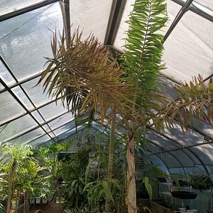 Quogue Wildlife Refuge (2022) - Tropical Greenhouse