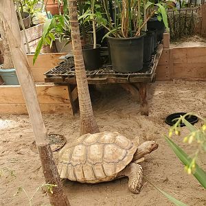Quogue Wildlife Refuge (2022) - Sulcata Tortoise
