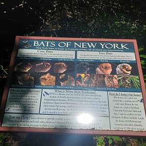 Quogue Wildlife Refuge (2022) - Bats of New York