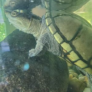 Quogue Wildlife Refuge (2022) - Yellow Mud Turtle