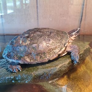 Quogue Wildlife Refuge (2022) - Amboina Box Turtle