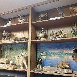 Quogue Wildlife Refuge (2022) - Taxidermy displays