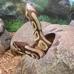 Quogue Wildlife Refuge (2022) - Ball Pythons