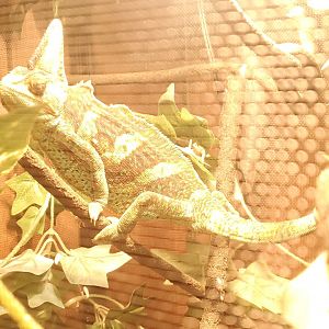 Quogue Wildlife Refuge (2022) - Veiled Chameleon