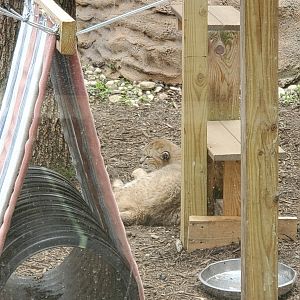 Holtsville Wildlife & Ecology Center (2022) - Bobcat