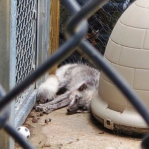 Holtsville Wildlife & Ecology Center (2022) - Arctic Fox