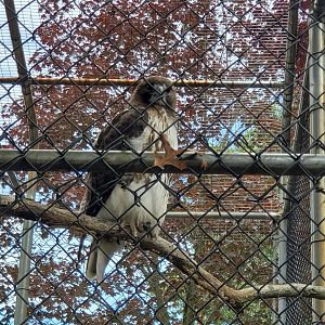 Holtsville Wildlife & Ecology Center (2022) - Red-tailed Hawk