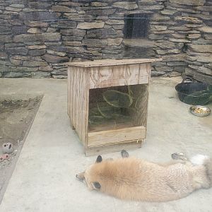 Holtsville Wildlife & Ecology Center (2022) - Red Fox "hybrid"