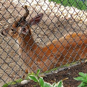 Holtsville Wildlife & Ecology Center (2022) - White-tailed Deer