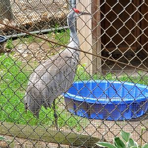 Holtsville Wildlife & Ecology Center (2022) - Florida Sandhill Crane