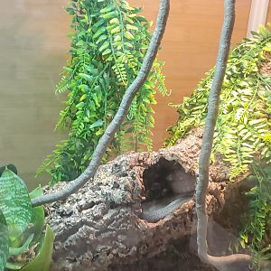 Holtsville Wildlife & Ecology Center (2022) - Unknown snake