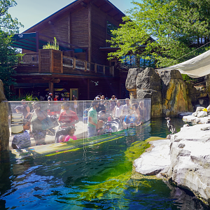 Jun. 2022 - Legends of the Wild - Penguin Point