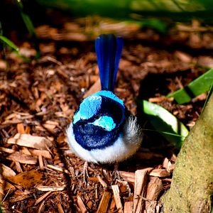 Superb Fairywren
