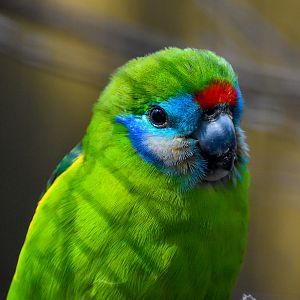 Red-browed Fig Parrot