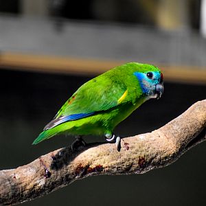 Red-browed Fig Parrot