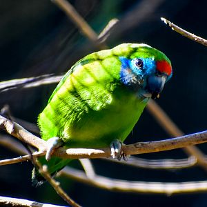 Red-browed Fig Parrot
