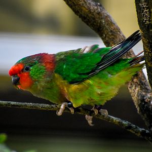 Little Lorikeet