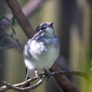 Hooded Robin