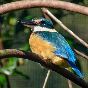 Sacred Kingfisher