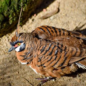 Spinifex Pigeon