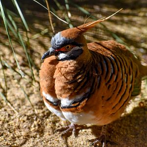 Spinifex Pigeon