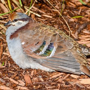 Brush Bronzewing