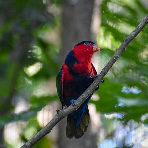Black-capped Lory