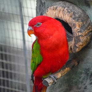 Chattering Lory