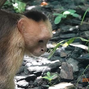 Colombian White-faced Capuchin (Cebus capucinus)