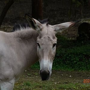 Somali Wild Ass (Equus africanus somaliensis)