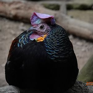 Green Junglefowl (Gallus varius)