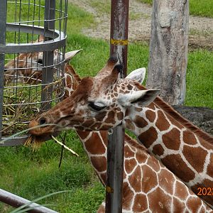 Reticulated Giraffe (Giraffa camelopardalis reticulata)