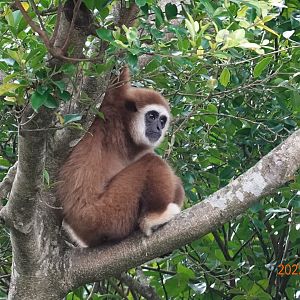 Lar Gibbon (Hylobates lar)