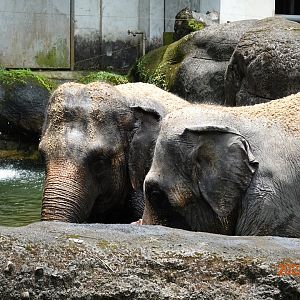 Asian Elephant (Elephas maximus)