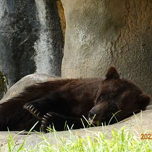 Brown Bear (Ursus arctos)