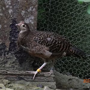 Green Junglefowl (Gallus varius)