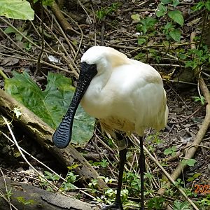 Black-faced Spoonbill (Platalea minor)