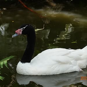 Black-necked Swan (Cygnus melancoryphus)