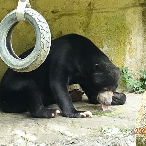 Malayan Sun Bear (Helarctos malayanus malayanus)