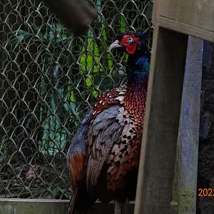 Taiwan Ring-necked Pheasant (Phasianus colchicus formosanus)