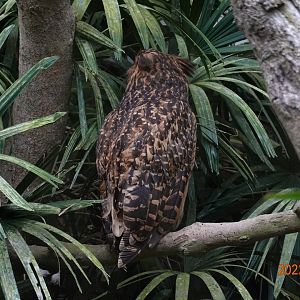 Tawny Fish Owl (Ketupa flavipes)