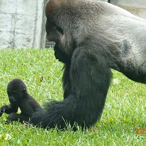 Western Lowland Gorilla (Gorilla gorilla gorilla)