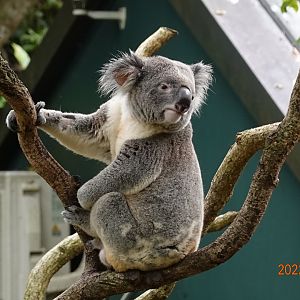 Northern Koala (Phascolarctos cinereus cinereus)