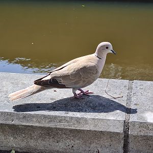 Eurasian Collared dove