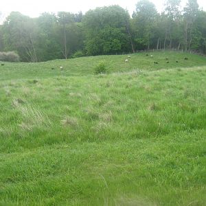 Sagnlandet Lejre - Sheep pen