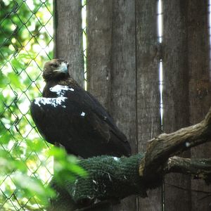 Spanish Imperial Eagle at Zoo Aquarium de Madrid, 20th May 2022