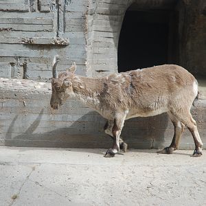 South-eastern Spanish Ibex at Zoo Aquarium de Madrid, 20th May 2022